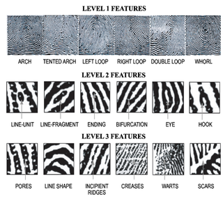 Illustration for article titled New Method For Analyzing Fingerprints Uses Tiny Patterns of Sweat